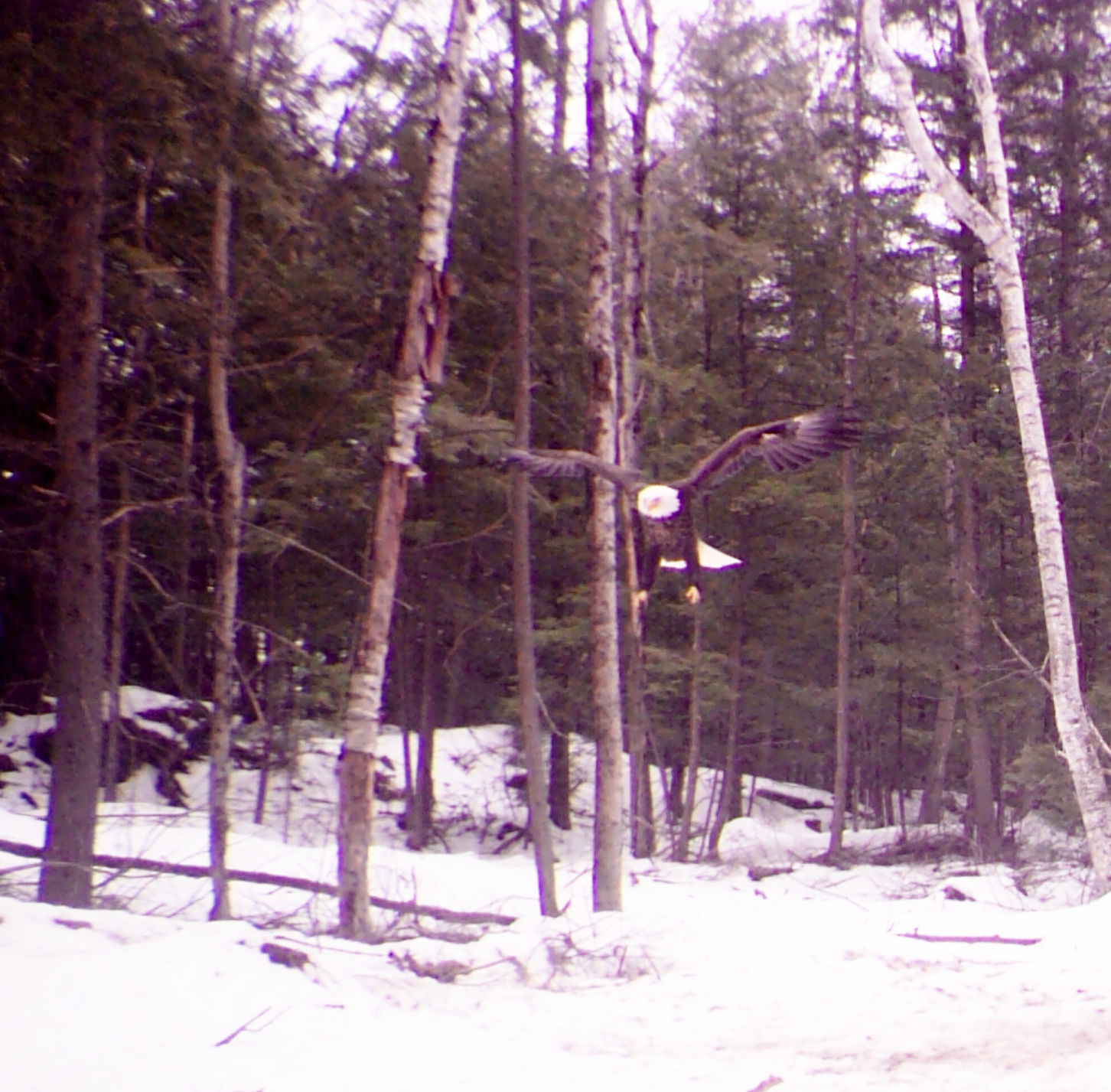 Eagle is landing